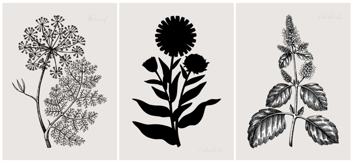 Collage style herbs vector illustration. Herbal plants and flowers sketches. Trendy floral design with botanical patchouli, fennel, calendula drawings. Print, poster, wall art, cards in vintage style.